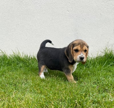 Les chiots de Beagle