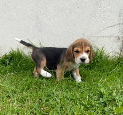 Les chiots de Beagle