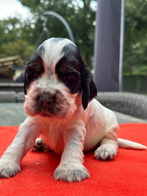 Les chiots de Cocker Spaniel Anglais