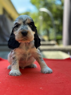 Les chiots de Cocker Spaniel Anglais