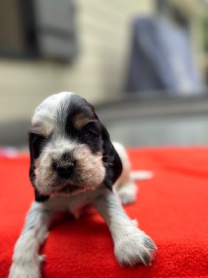 Les chiots de Cocker Spaniel Anglais