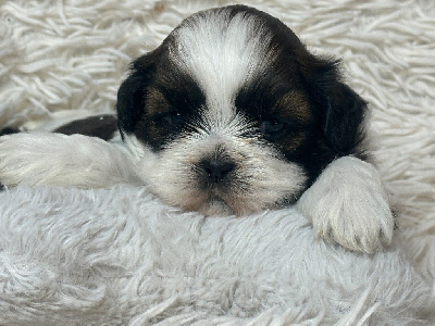 Les chiots de Shih Tzu