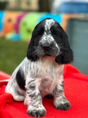 Les chiots de Cocker Spaniel Anglais