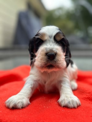 Les chiots de Cocker Spaniel Anglais