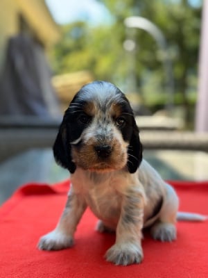 Les chiots de Cocker Spaniel Anglais