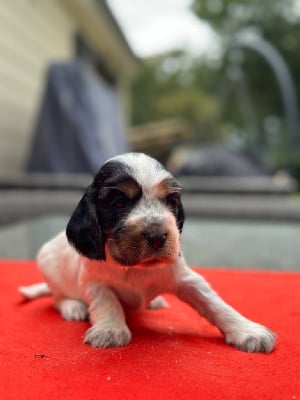 Les chiots de Cocker Spaniel Anglais