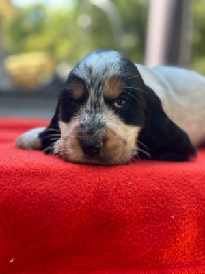 Les chiots de Cocker Spaniel Anglais