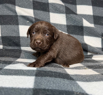 Les chiots de Labrador Retriever