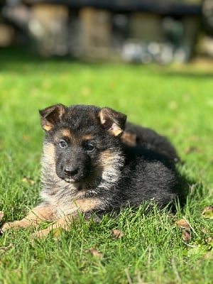 Les chiots de Berger Allemand