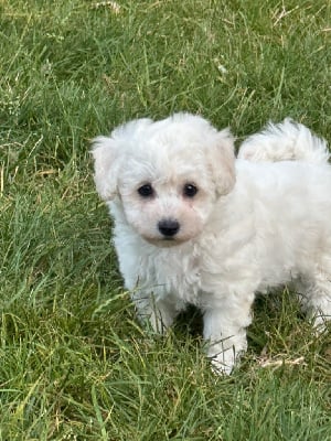 CHIOT 5 - Bichon Frise