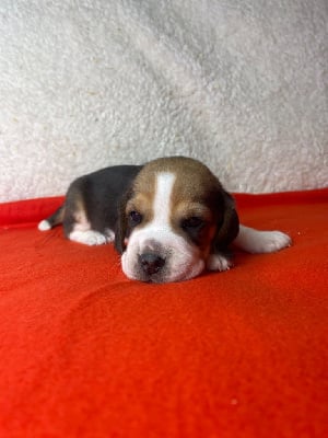 Les chiots de Beagle