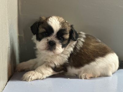 Les chiots de Shih Tzu