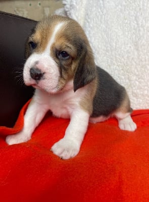 Les chiots de Beagle