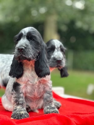 Les chiots de Cocker Spaniel Anglais