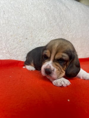 Les chiots de Beagle