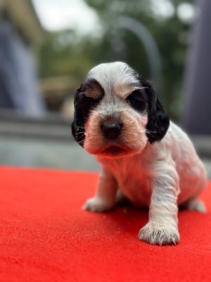 Les chiots de Cocker Spaniel Anglais