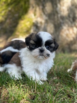 Les chiots de Shih Tzu