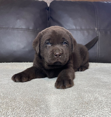 Les chiots de Labrador Retriever