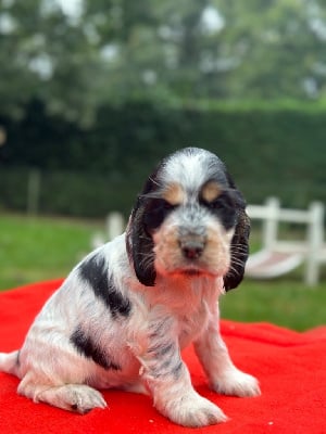 Les chiots de Cocker Spaniel Anglais