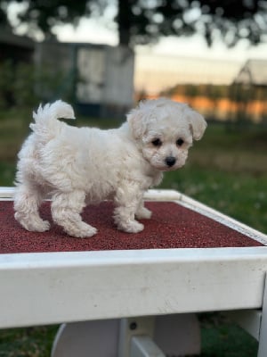 CHIOT 2 - Bichon Frise