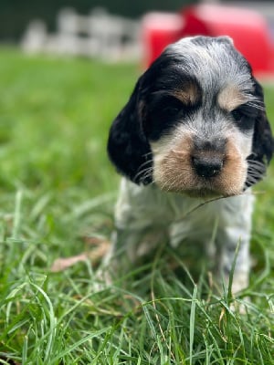 Les chiots de Cocker Spaniel Anglais