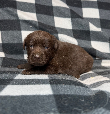 Les chiots de Labrador Retriever