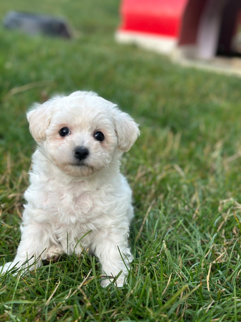 CHIOT 4 - Bichon Frise