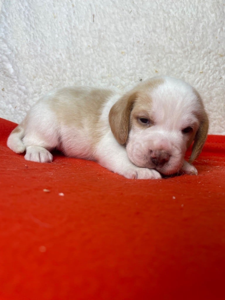 CHIOT 5 - Beagle