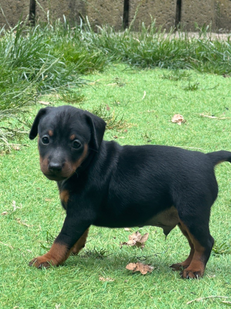 CHIOT 1 - Pinscher nain