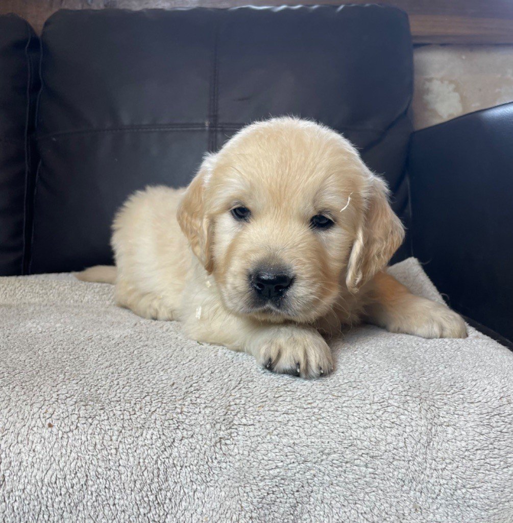 CHIOT 4 - Golden Retriever