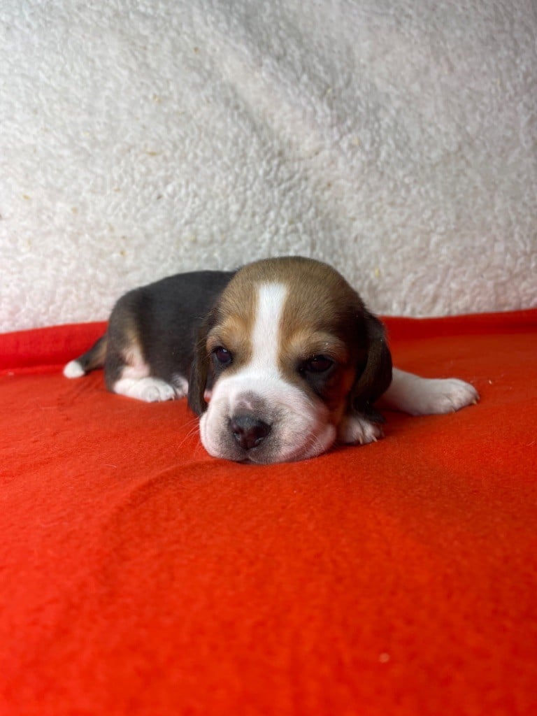 CHIOT 1 - Beagle