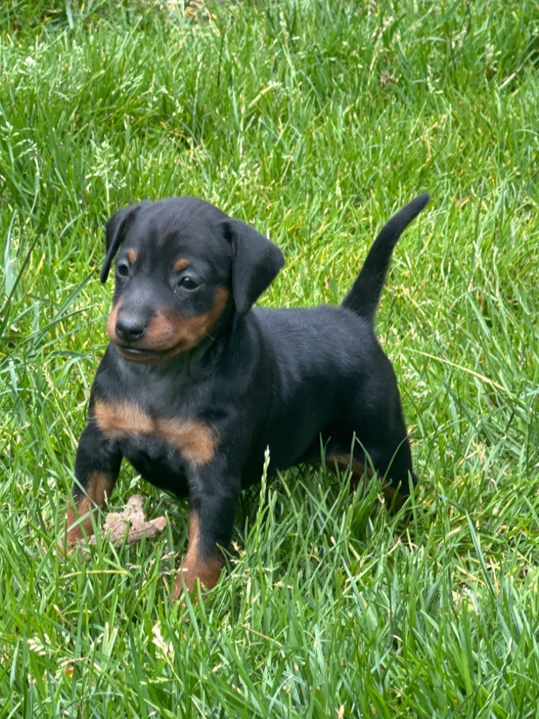 CHIOT 3 - Pinscher nain