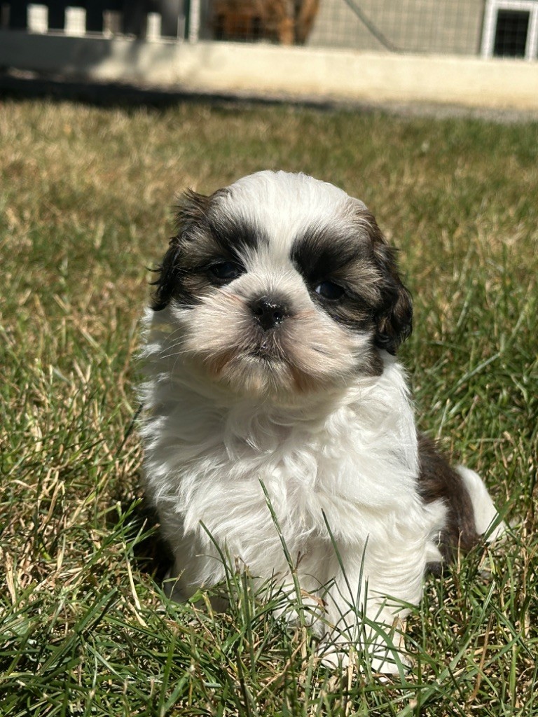 CHIOT 2 - Shih Tzu