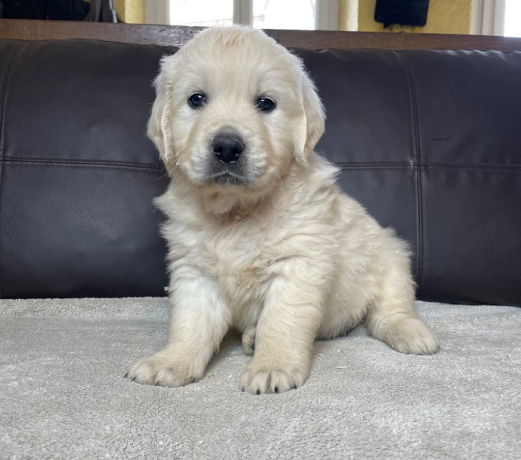 CHIOT 5 - Golden Retriever