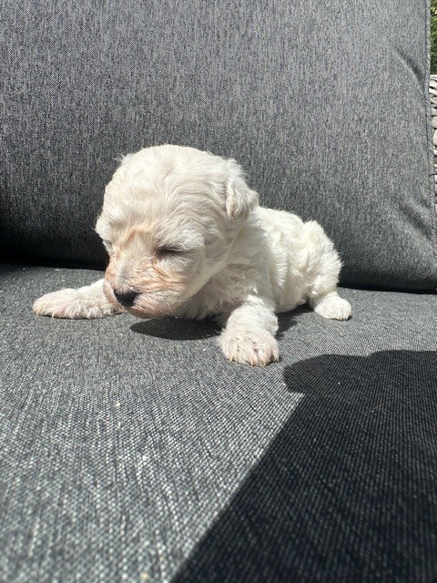 CHIOT 3 - Bichon Frise