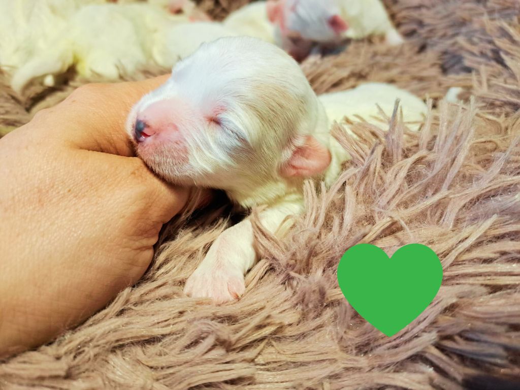 CHIOT 1 - Coton de Tulear