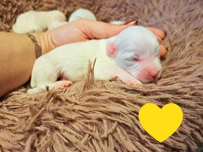 Les chiots de Coton de Tulear