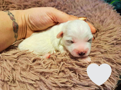 CHIOT 6 - Coton de Tulear