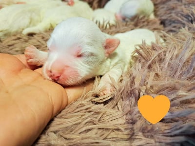 Les chiots de Coton de Tulear