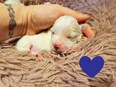 CHIOT 3 - Coton de Tulear