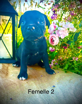 Les chiots de Staffordshire Bull Terrier