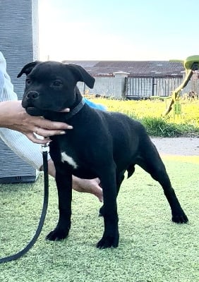 Les chiots de Staffordshire Bull Terrier