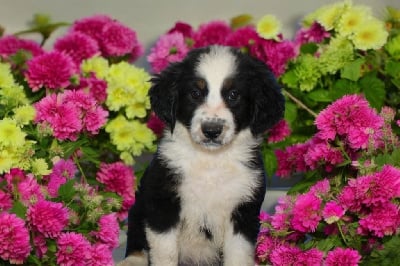 Les chiots de Berger Américain Miniature 