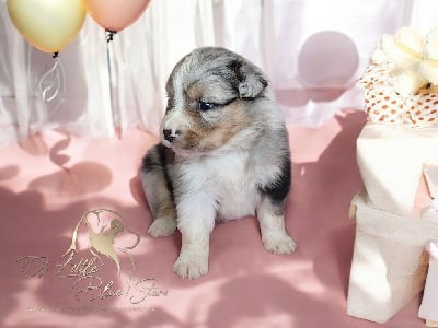 Les chiots de Berger Américain Miniature 