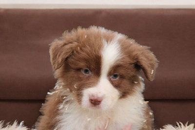 Les chiots de Berger Australien