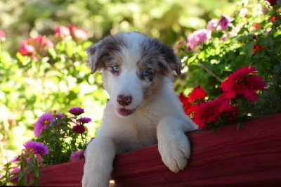 Les chiots de Berger Australien