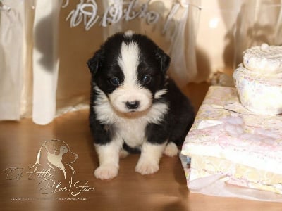 Les chiots de Berger Américain Miniature 