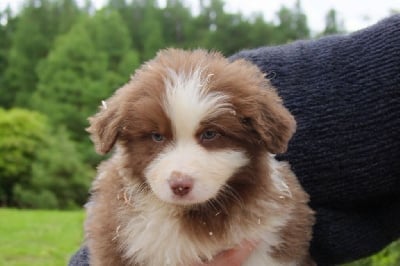 Les chiots de Berger Australien