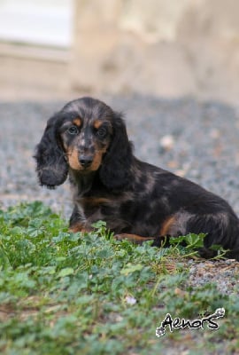 Les chiots de Teckel poil long