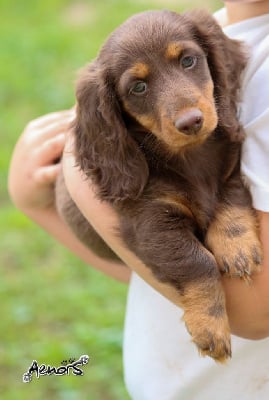 Les chiots de Teckel poil long